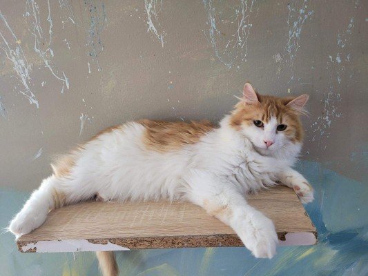 Ginger
