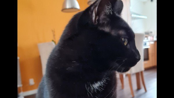 Ziggy