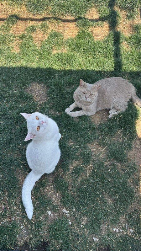 Bulut & Simsek