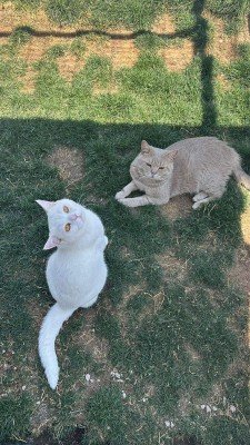 Bulut & Simsek