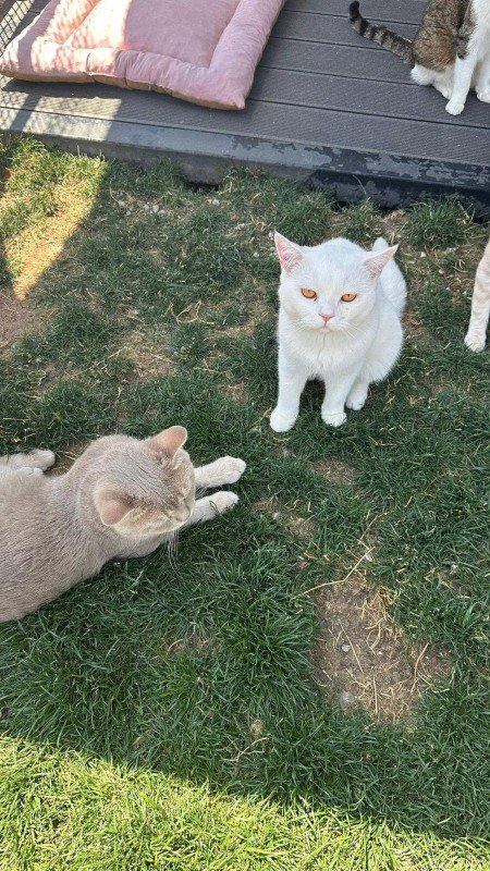 Bulut & Simsek