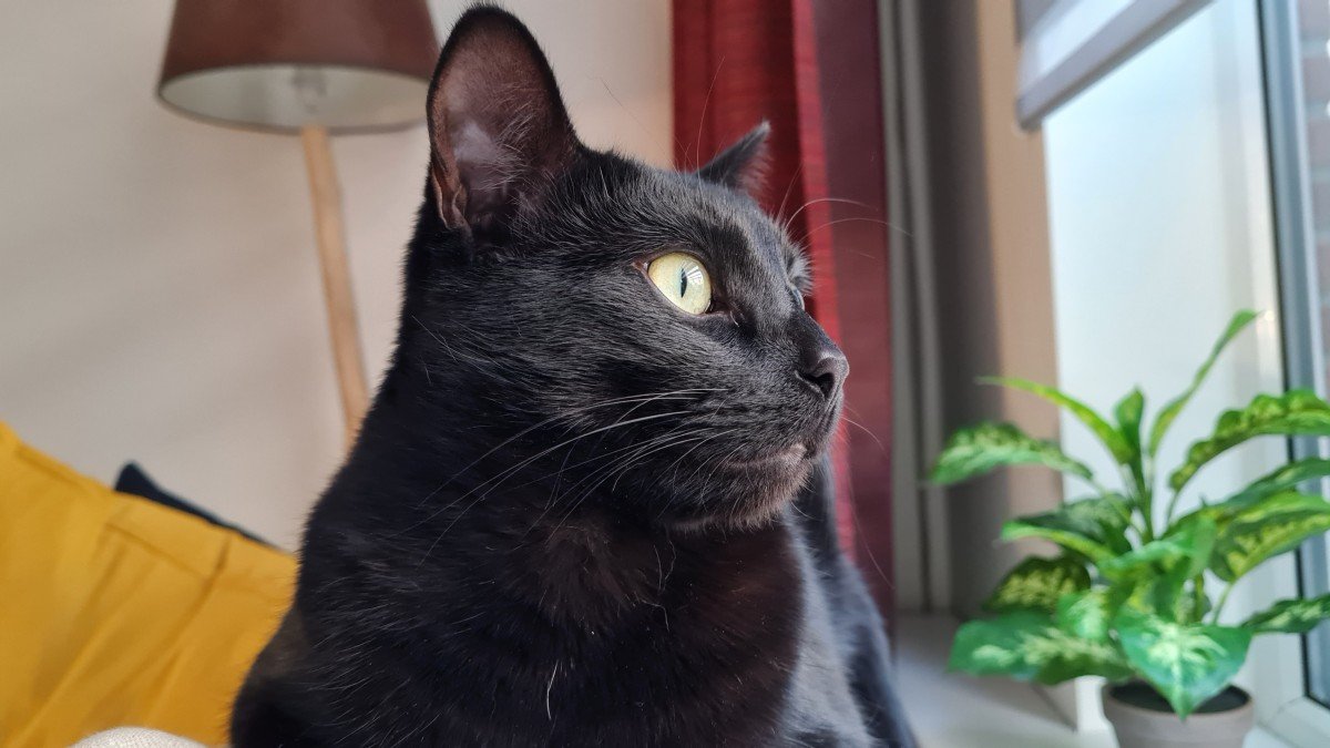 Marley