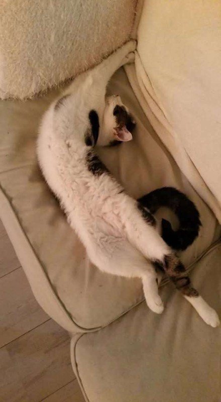 *SPOED* Muis