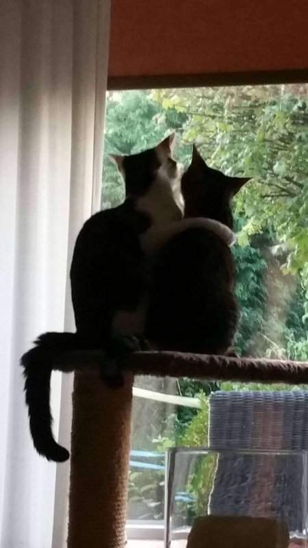 *SPOED* Muis