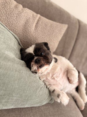 Didi