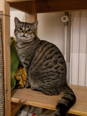 Amalia