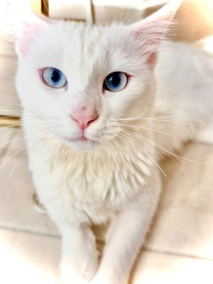 Phoebe
