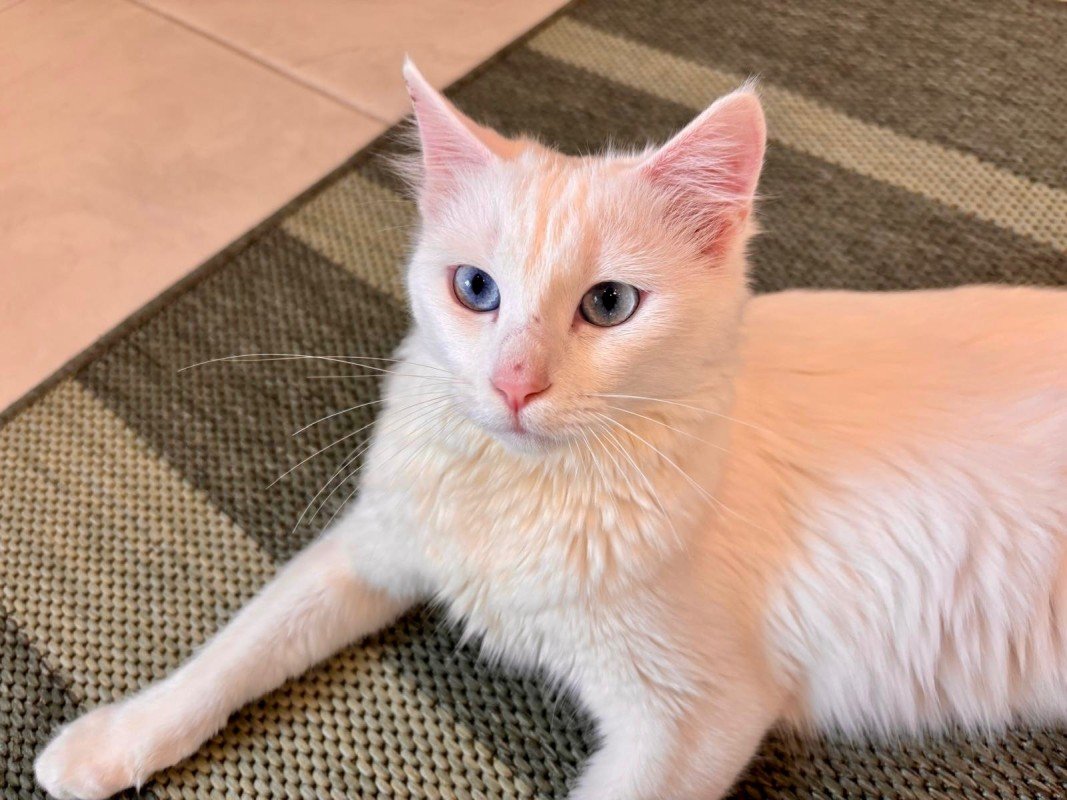 Phoebe