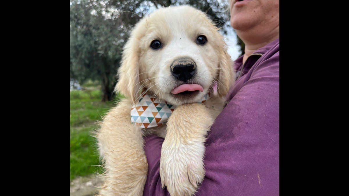 Finn