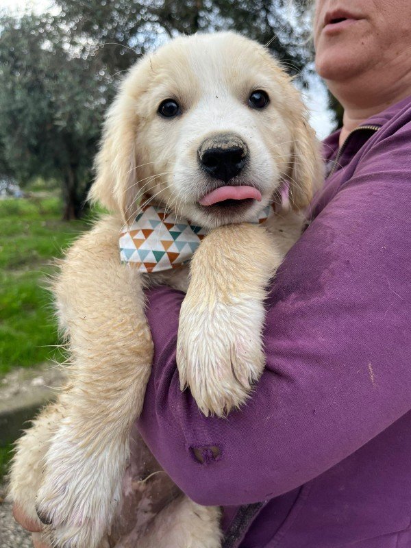 Finn