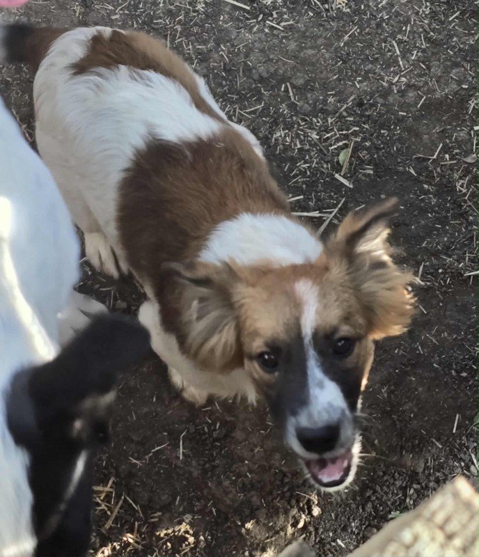 Milo