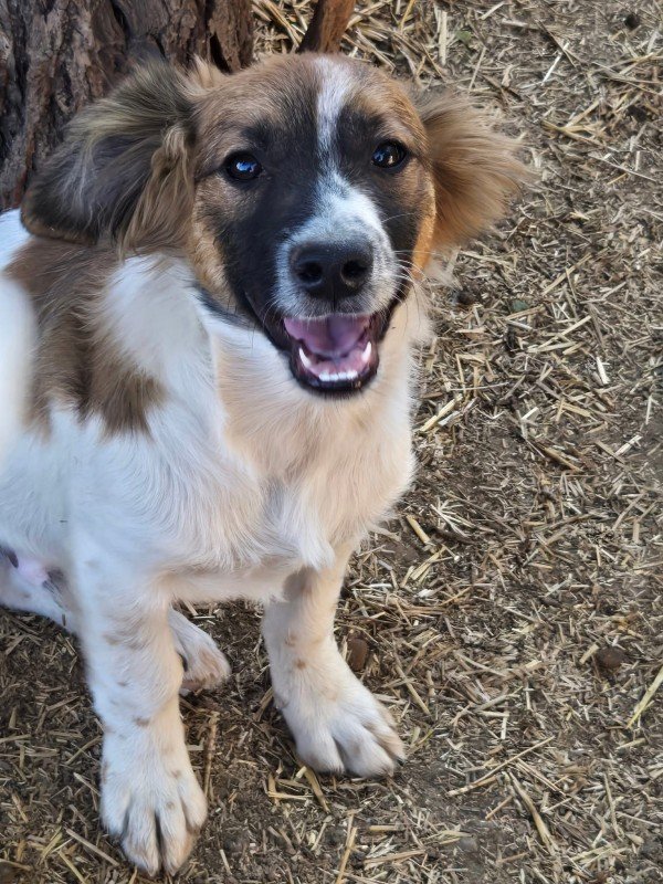 Milo