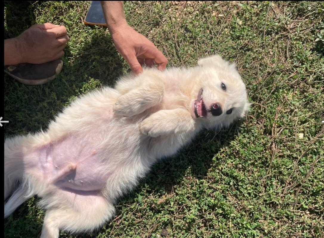 Balu