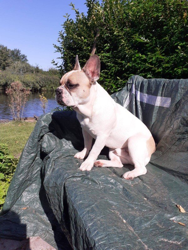 Frits