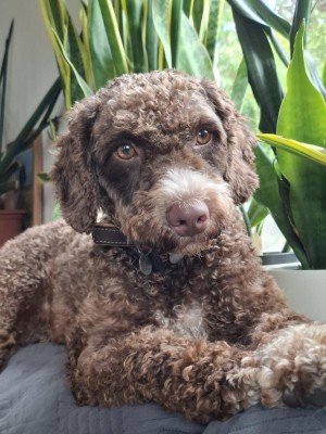 Noa