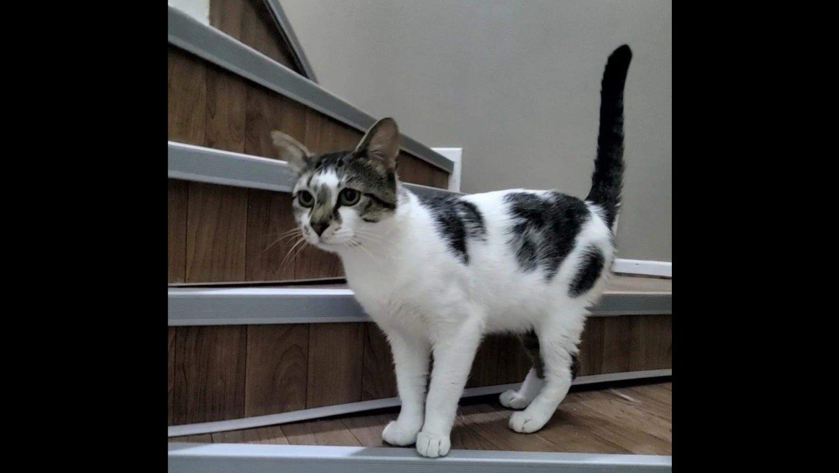 Carlos