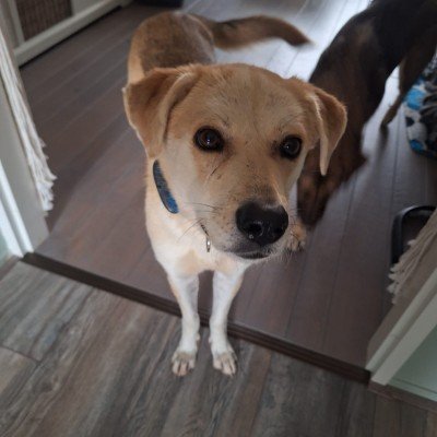Pip