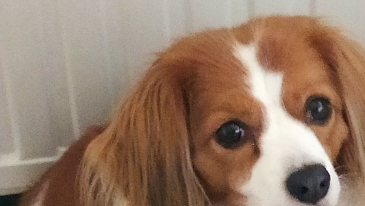 Betsie