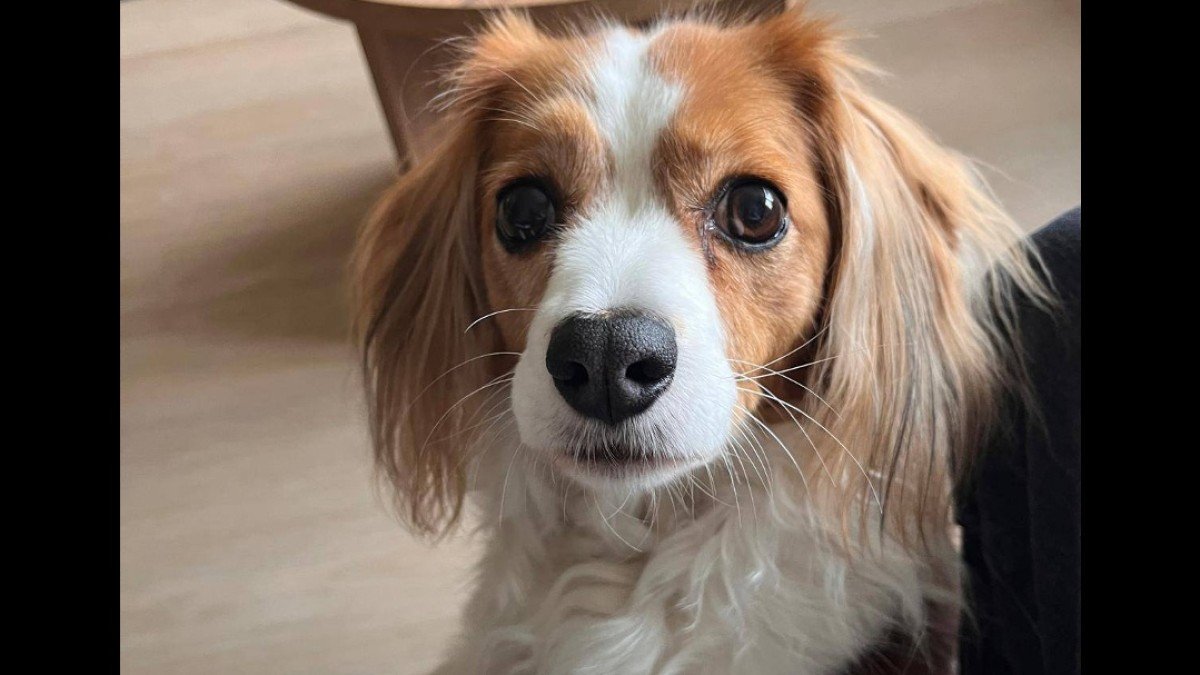 Betsie