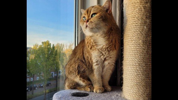 Bella