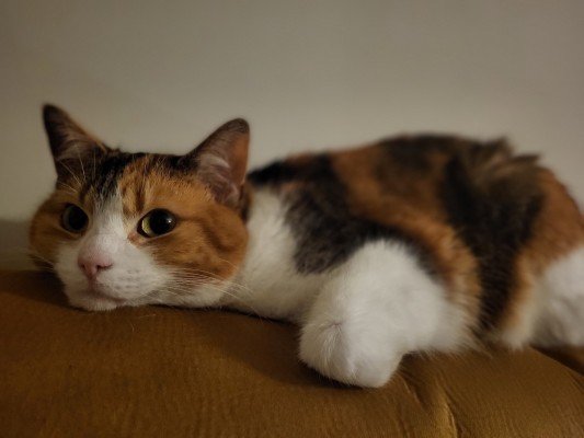 Nala