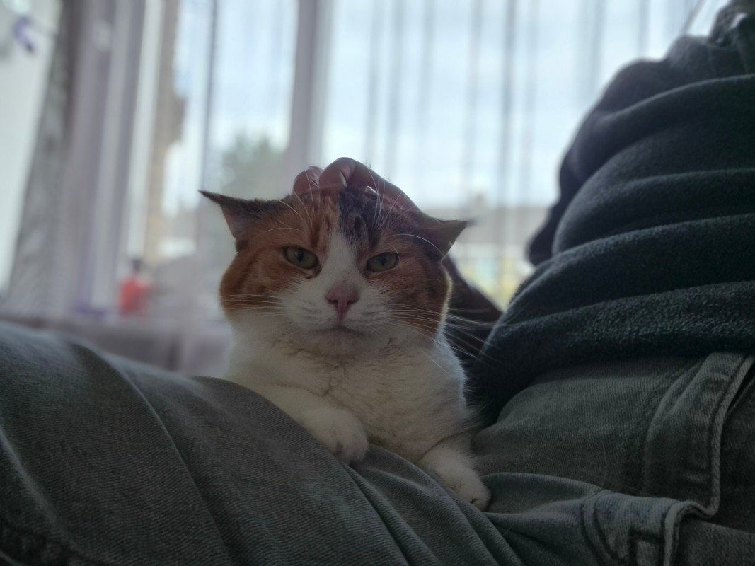 Nala