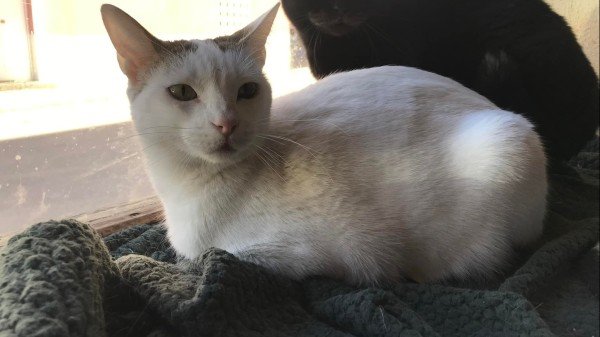 Blanca