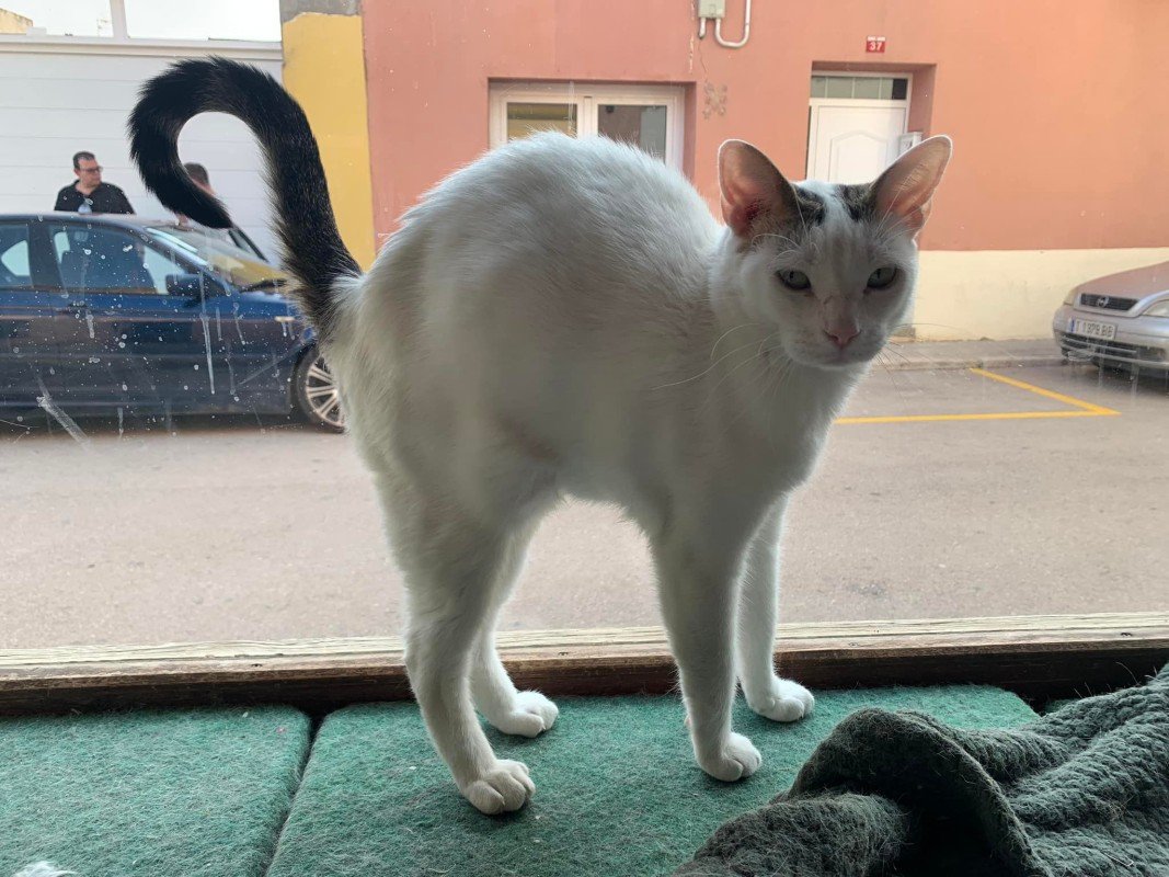 Blanca