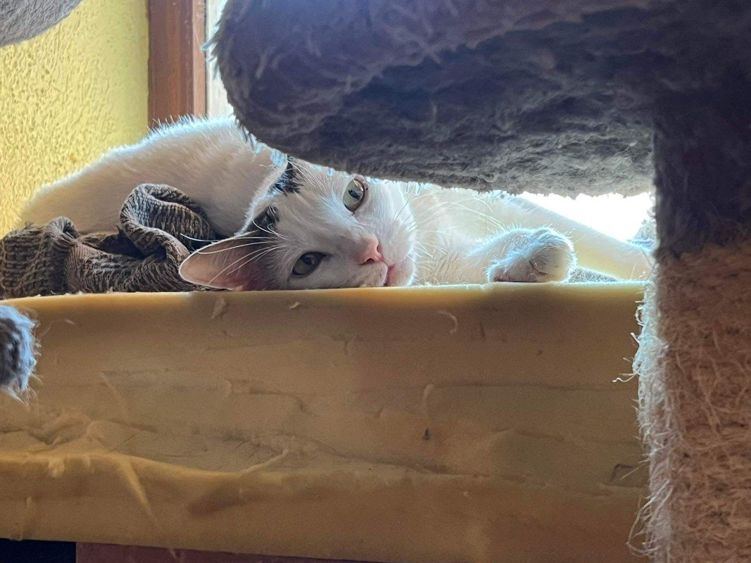 Blanca