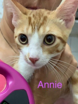 Annie
