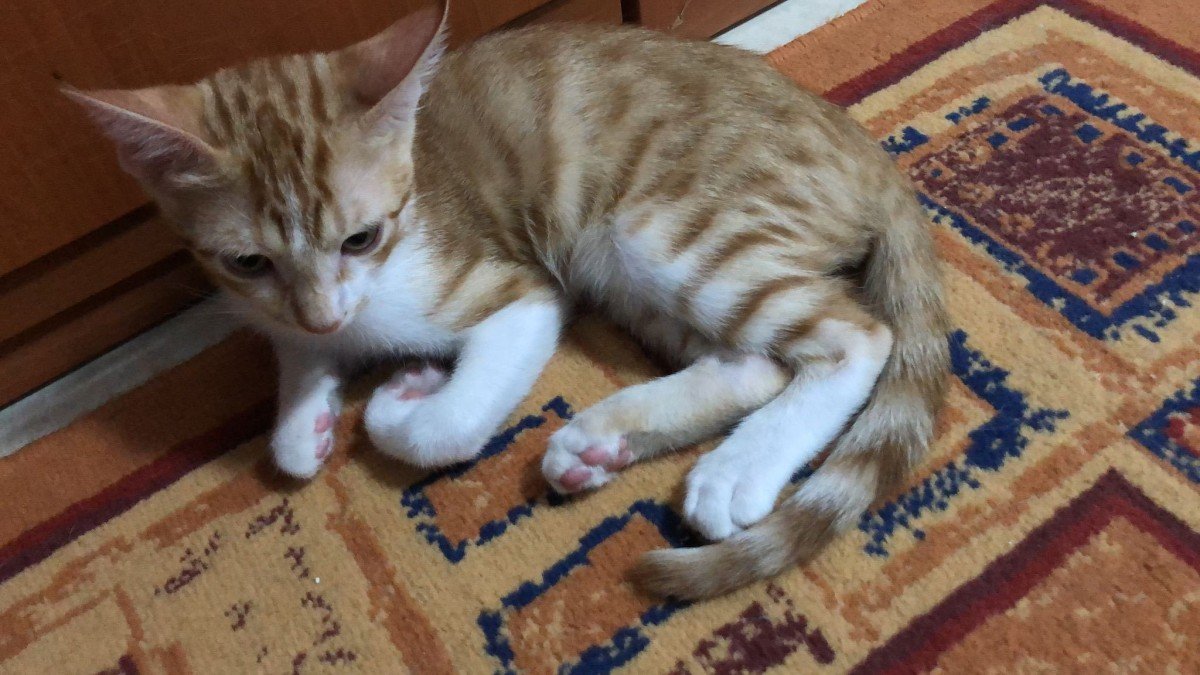 Aslan