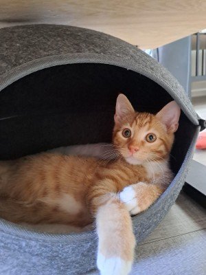 Karel