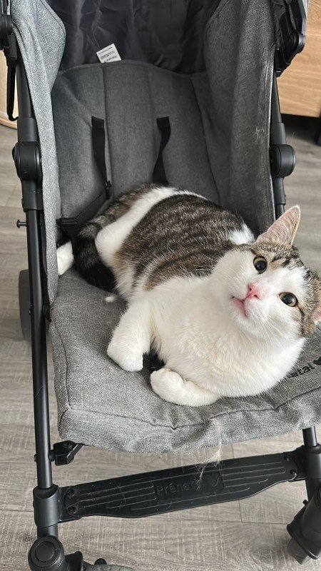 Joep