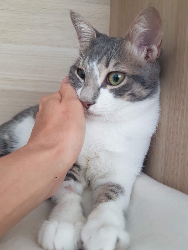 Alami