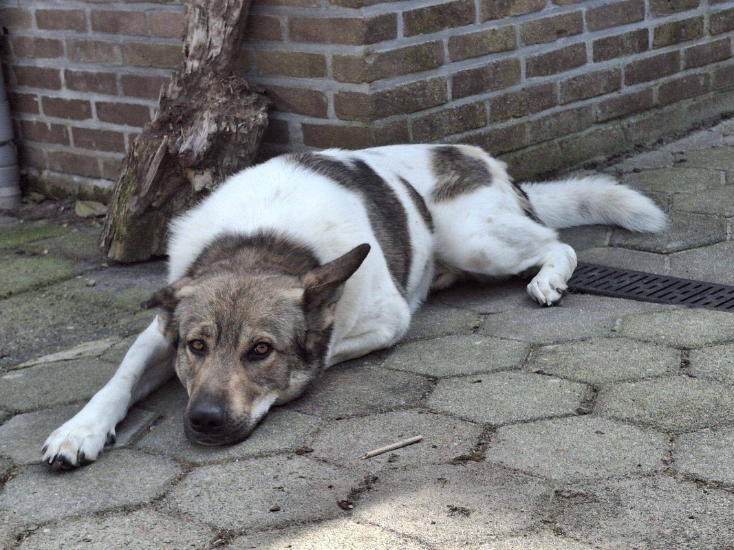 Axel