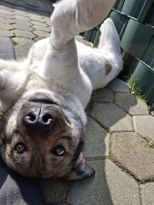 Axel