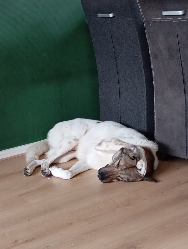 Axel