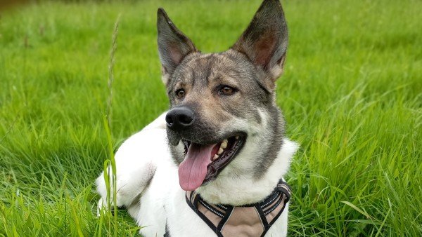 Axel
