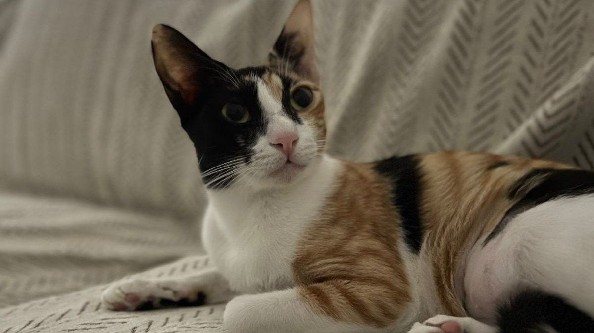 Peaches