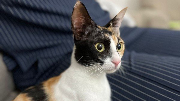 Peaches