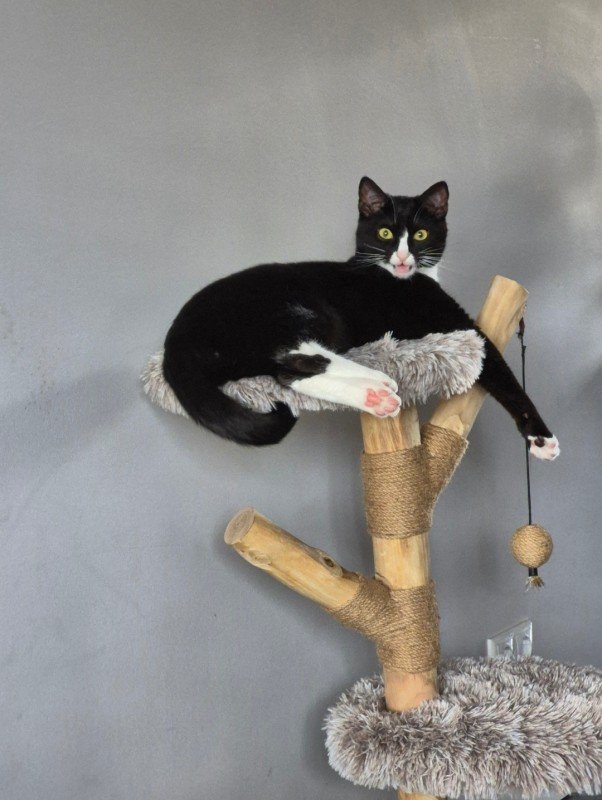 Oreo
