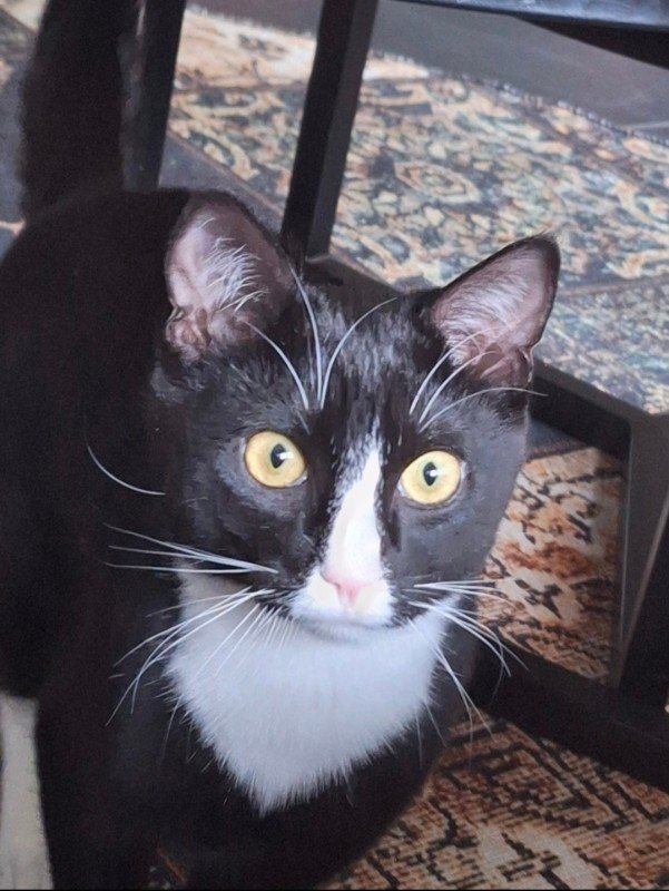 Oreo
