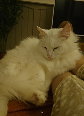 Shiva