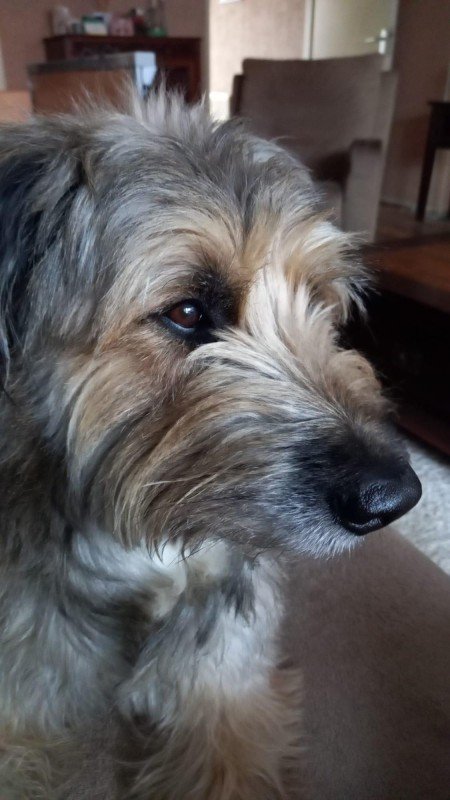 Balou