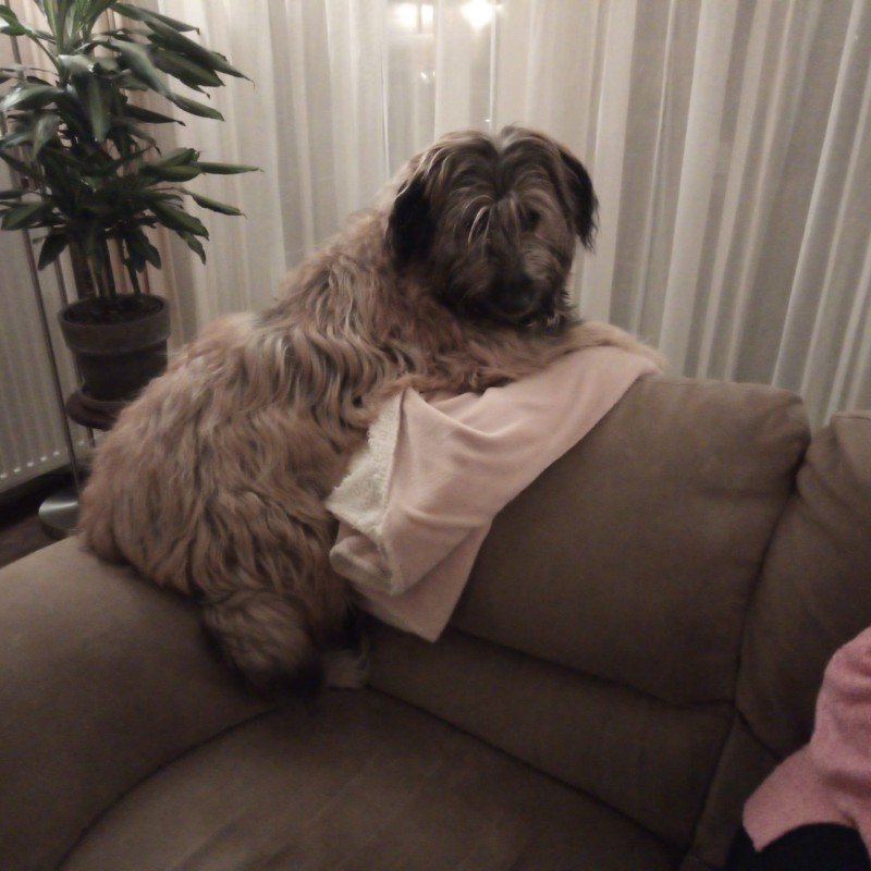 Balou