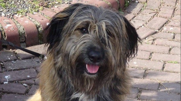 Balou