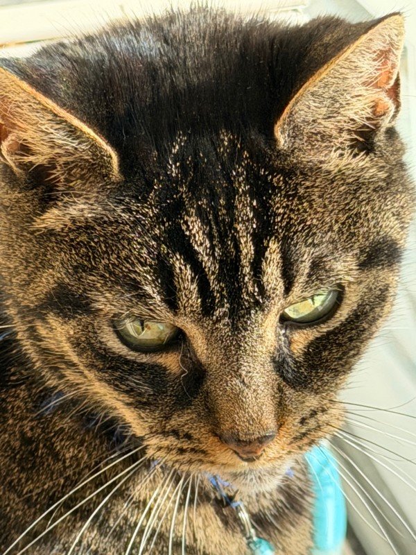 Kitty