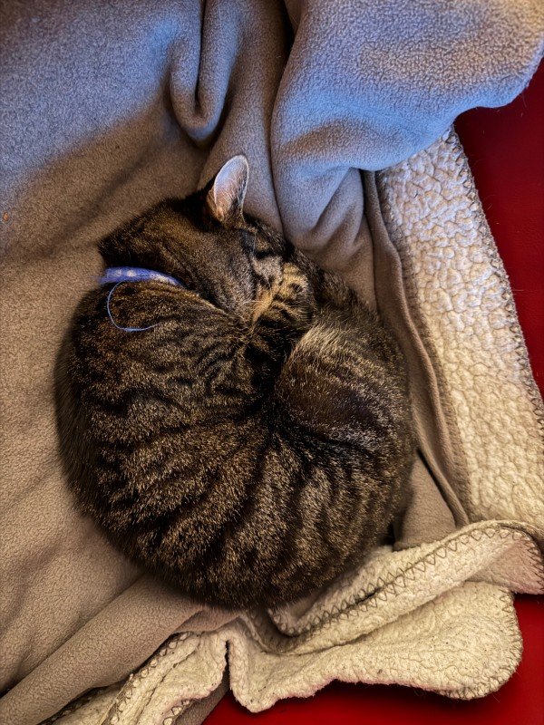 Kitty