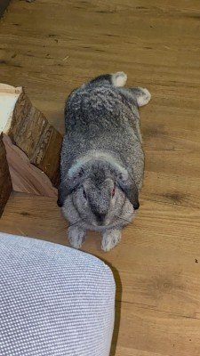 Biggel