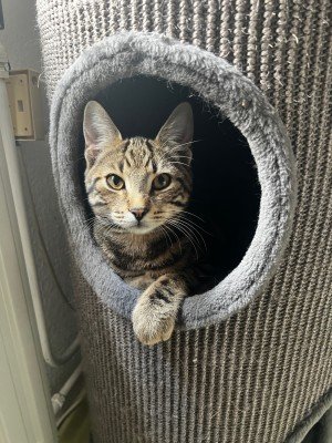 Tobi